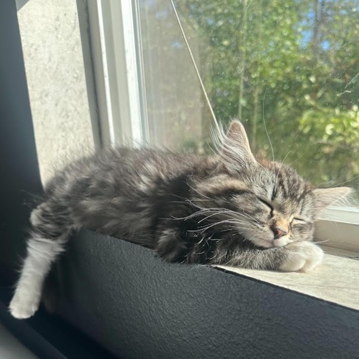 Enlarge True, an adopted Domestic Long Hair in Portland, OR image 1/3
