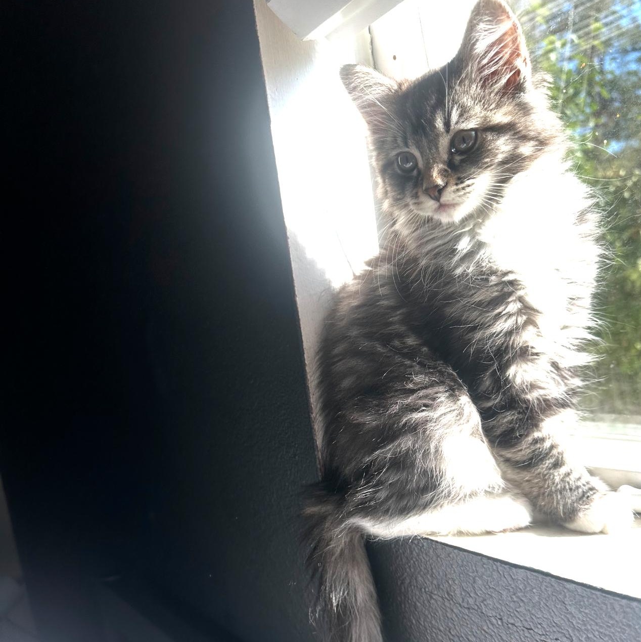 Enlarge True, an adopted Domestic Long Hair in Portland, OR image 2/3