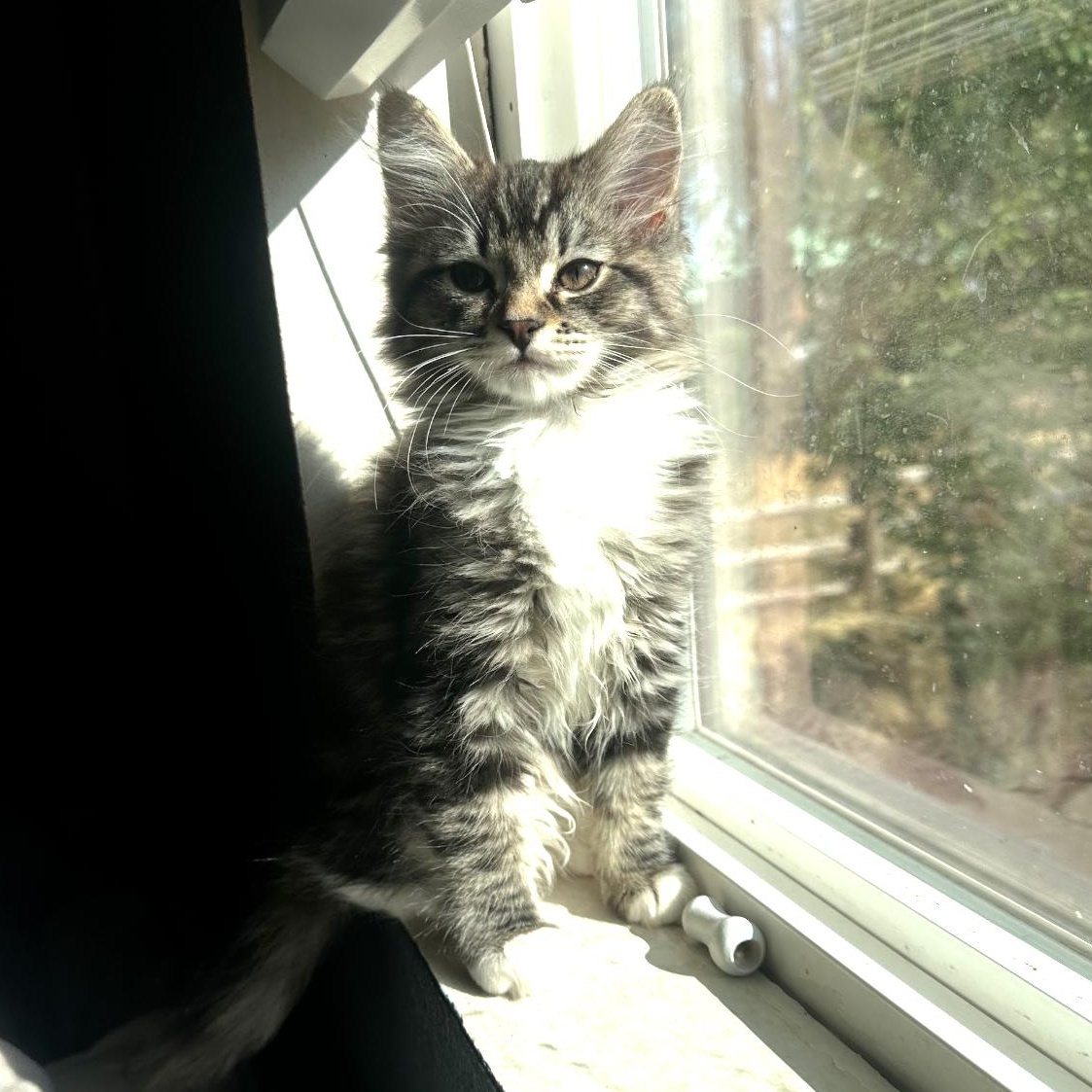 Enlarge True, an adopted Domestic Long Hair in Portland, OR image 3/3