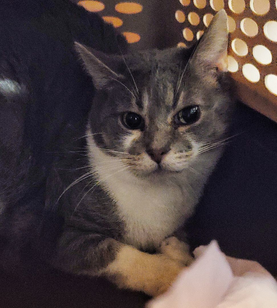 Gigi, a Adoptable mixed breed in Lyons, IL image 1/3