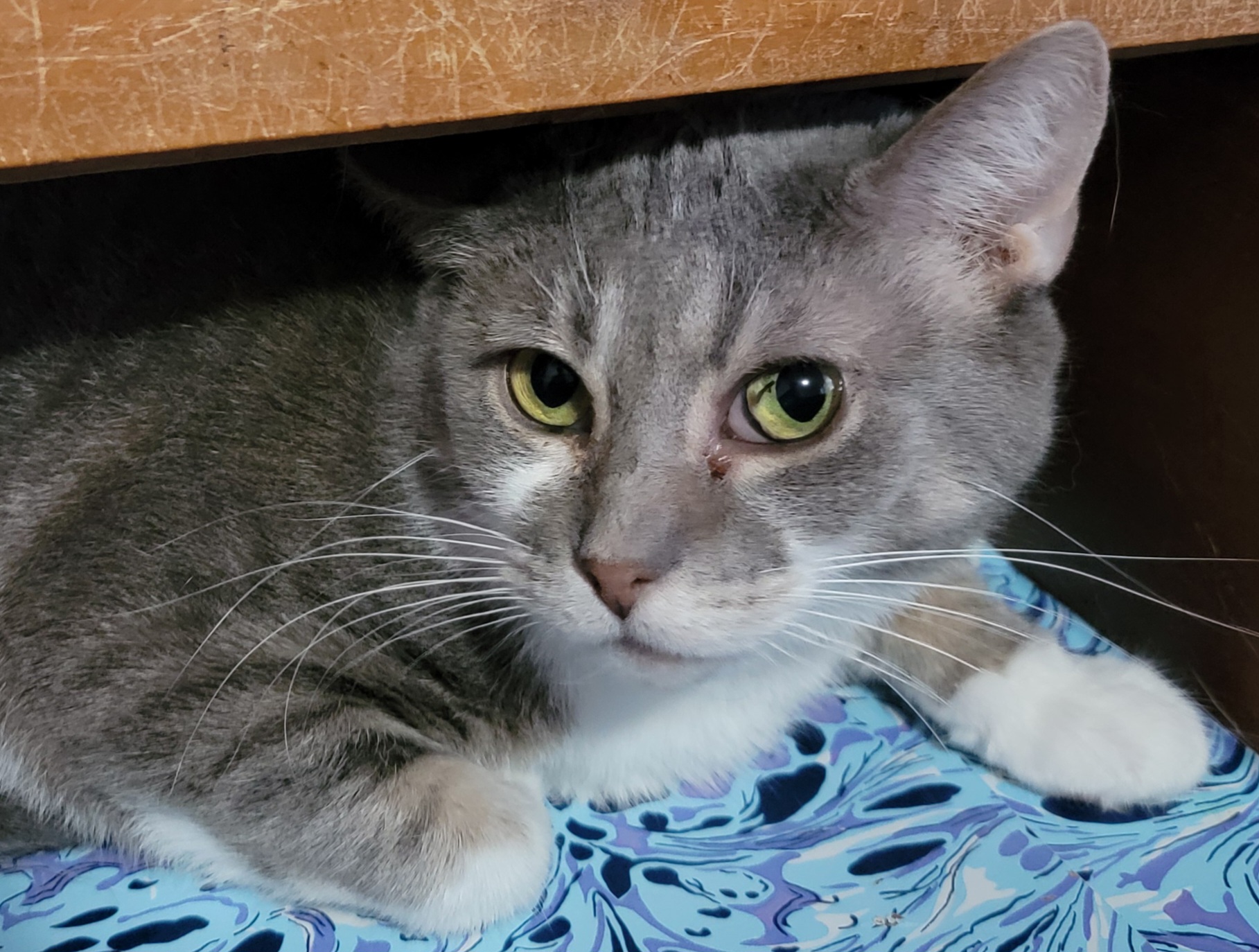 Gigi, a Adoptable mixed breed in Lyons, IL image 2/3