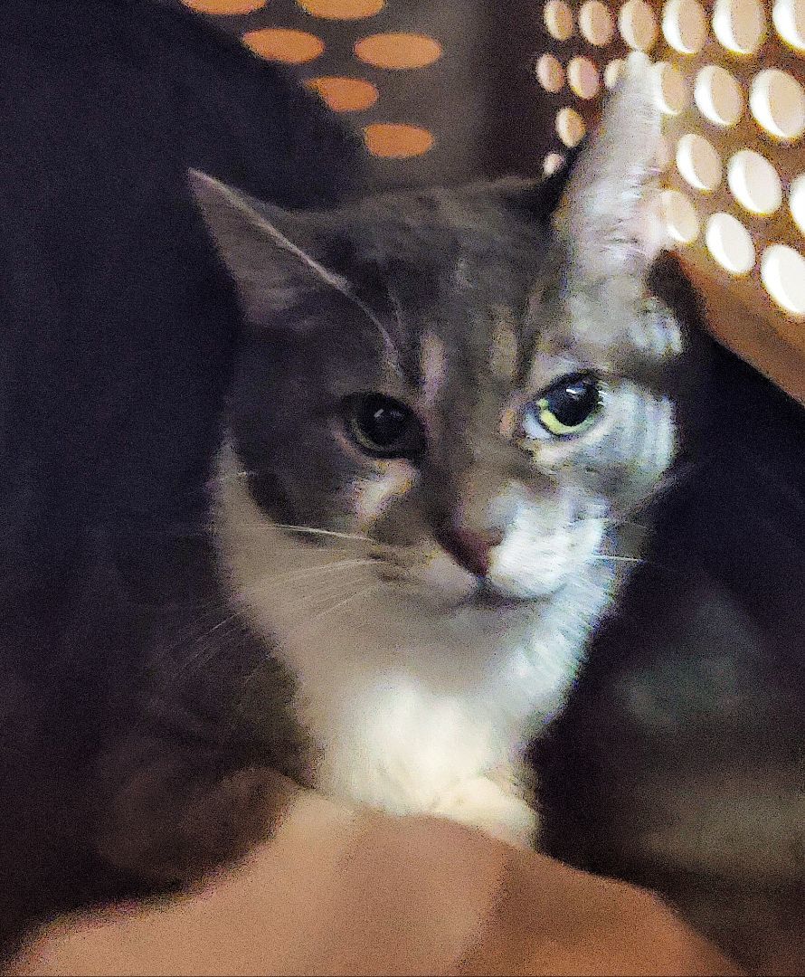 Gigi, a Adoptable mixed breed in Lyons, IL image 3/3