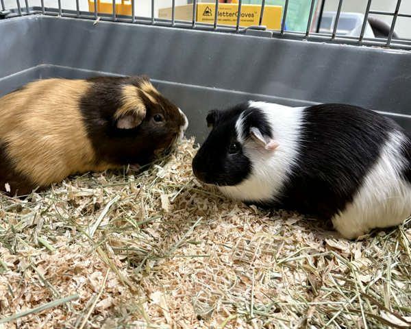 Peter & Pan, Adoptable, Adult Male Guinea Pig.