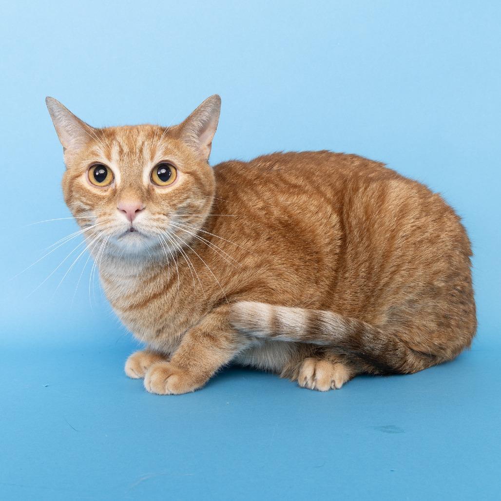 Tom, Adoptable, Adult Male Domestic Short Hair.