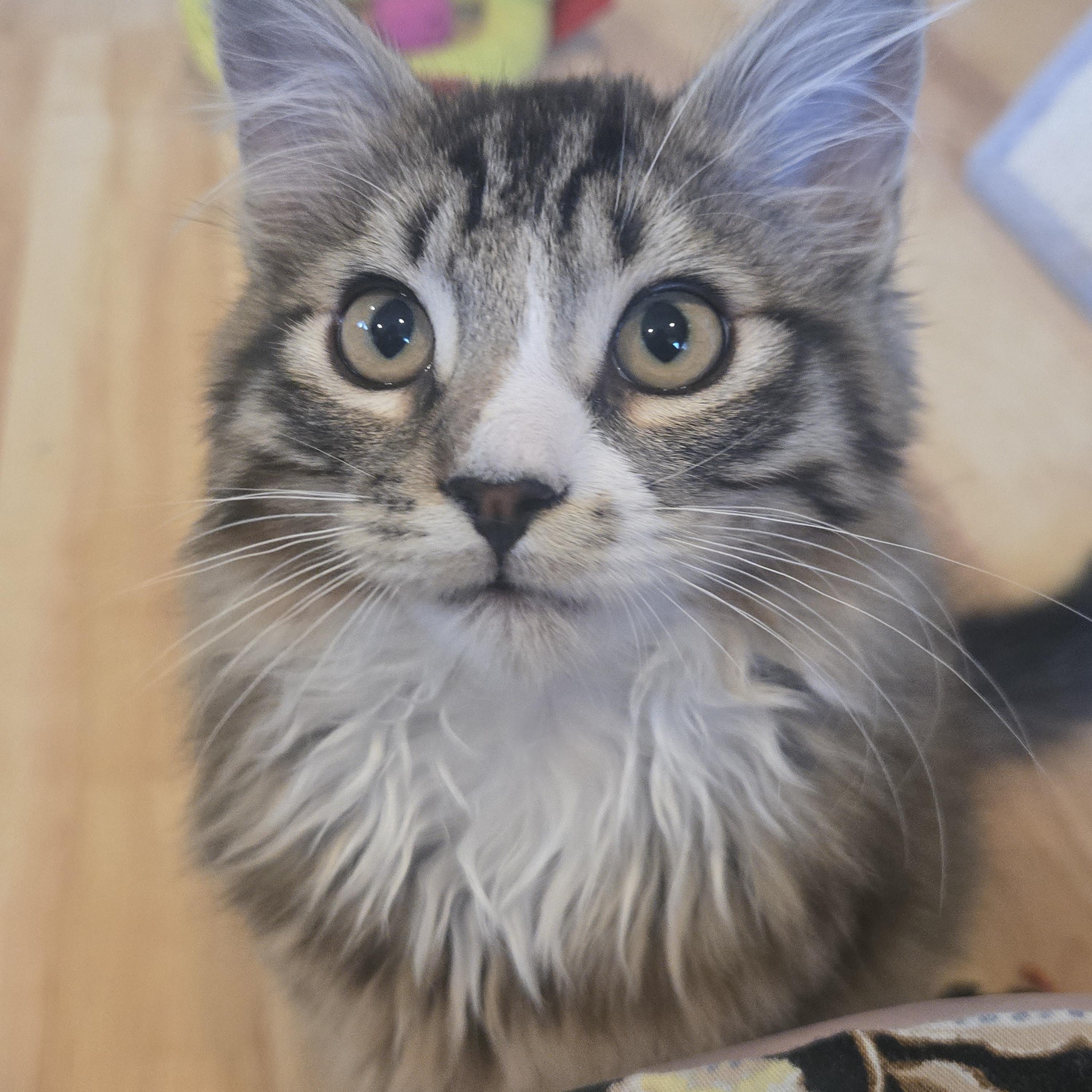 Hazel, adopted, Kitten Male Domestic Long Hair & Maine Coon.