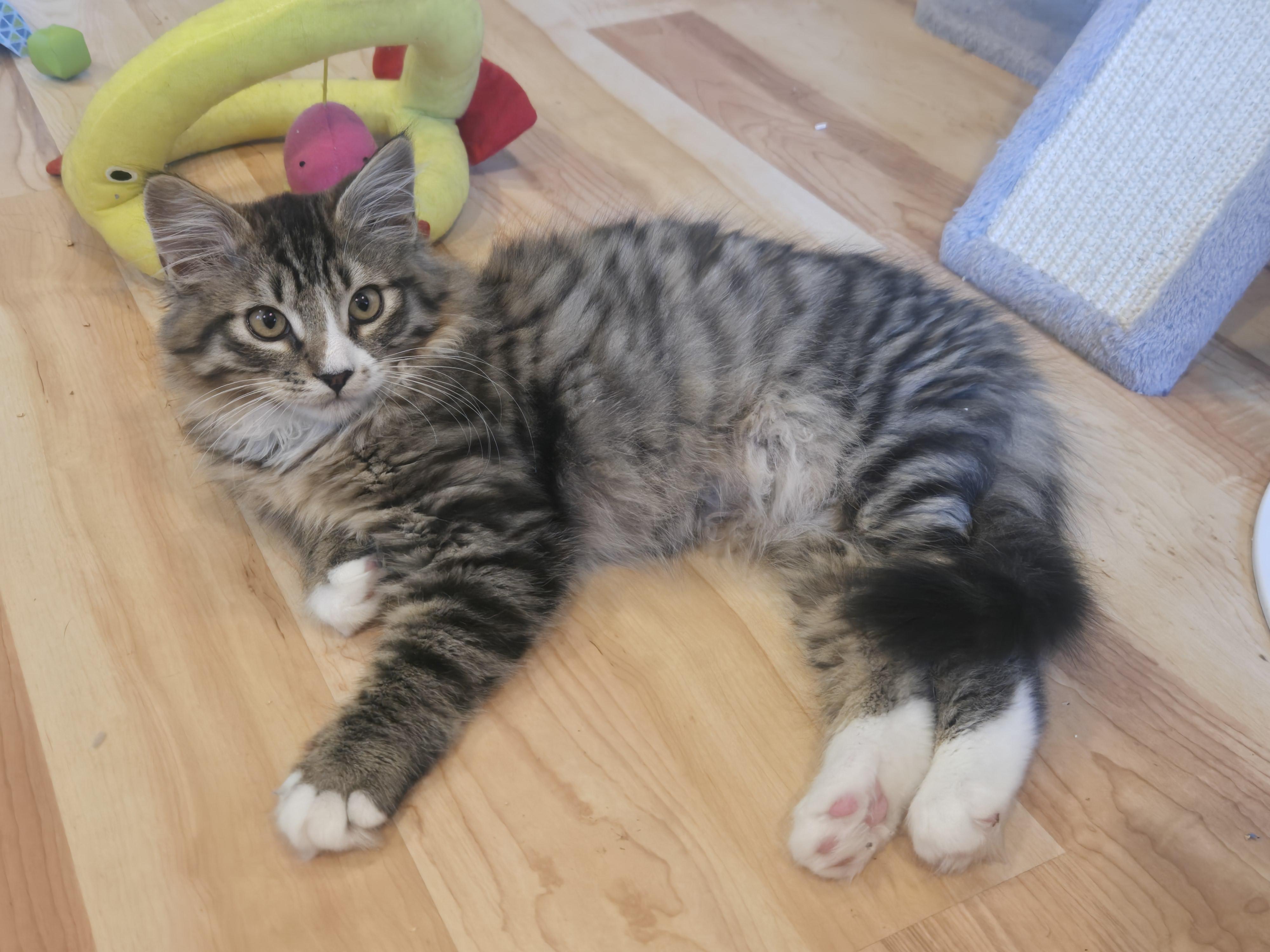 Hazel, an adopted mixed breed in Renton, WA image 2/4