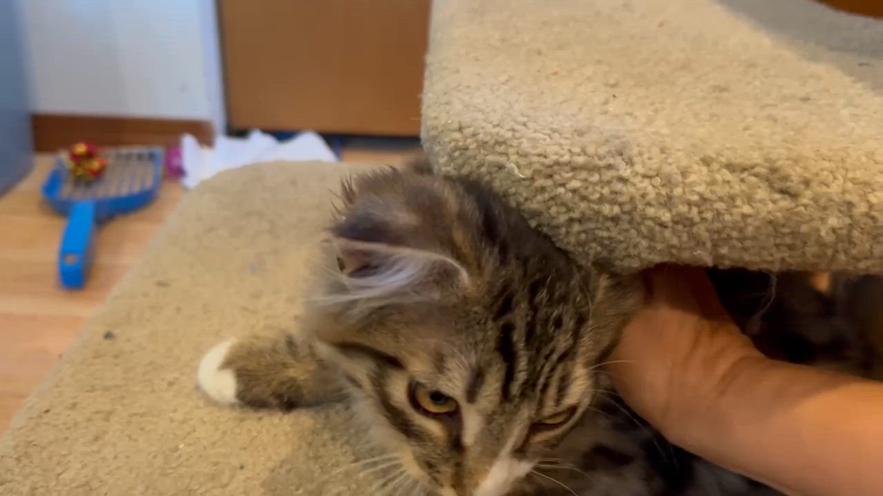 Enlarge Hazel, an adopted mixed breed in Renton, WA video 3/4
