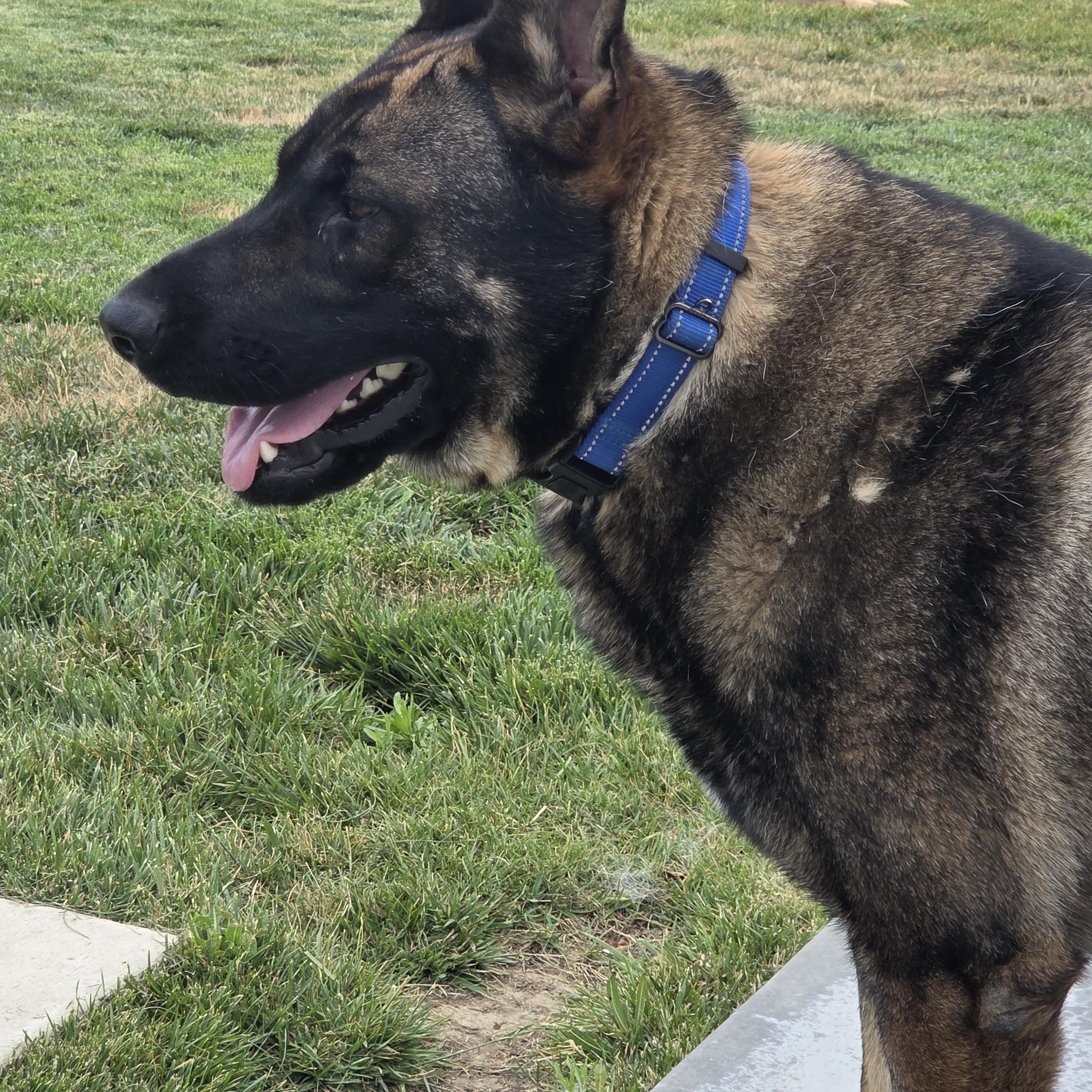 Bandit, a ADOPTABLE mixed breed in Temecula, CA image 2/6