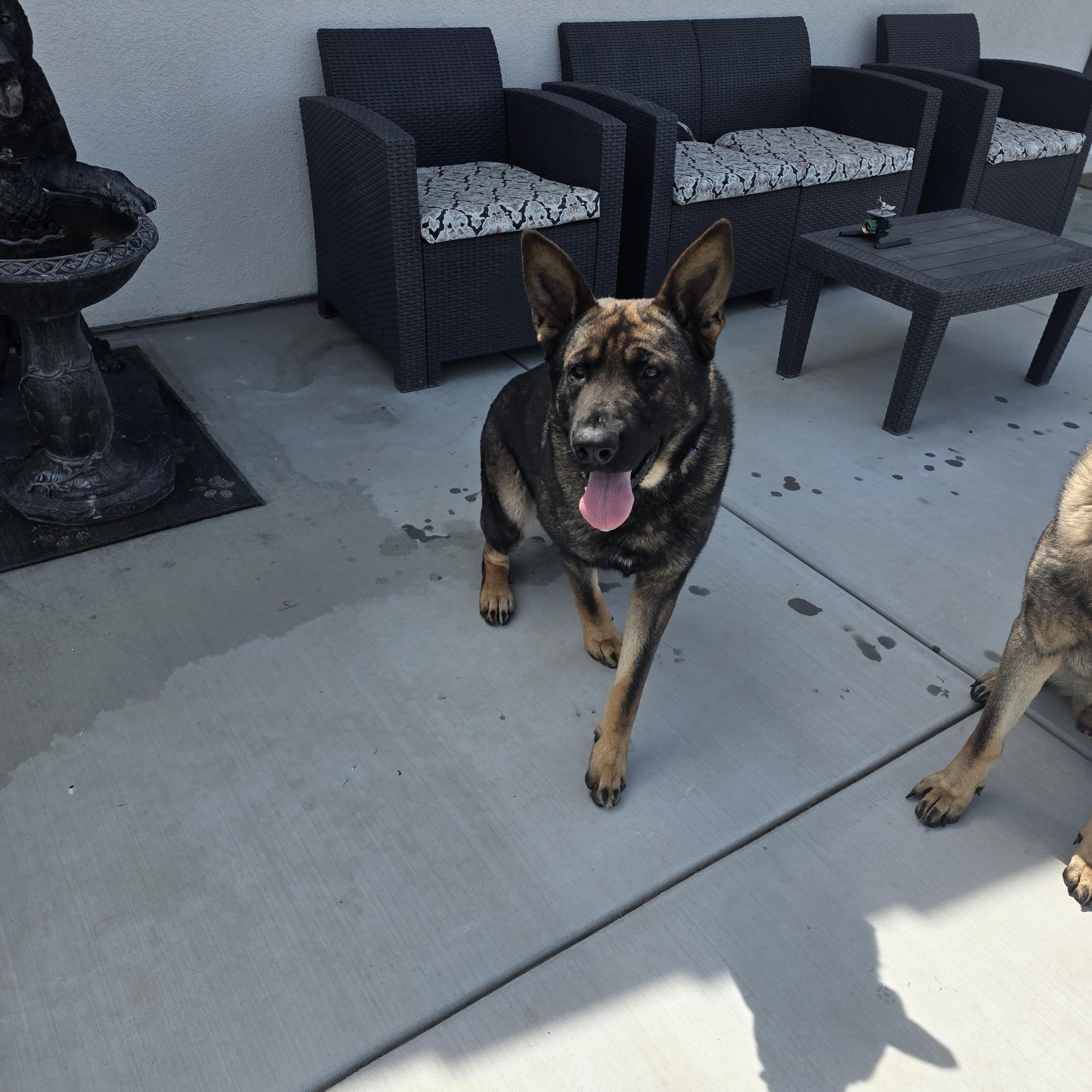 Bandit, a ADOPTABLE mixed breed in Temecula, CA image 3/6