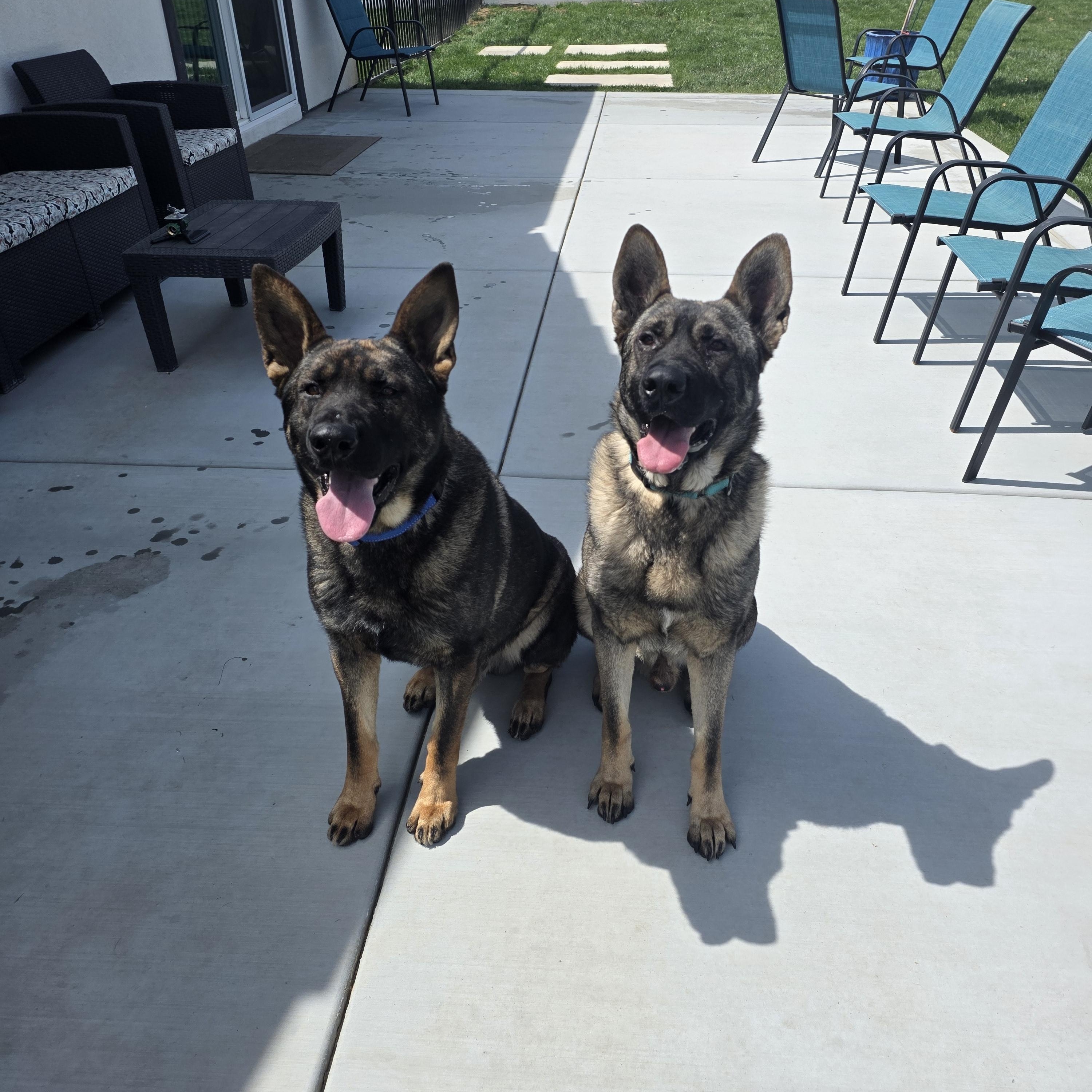 Bandit, a ADOPTABLE mixed breed in Temecula, CA image 5/6
