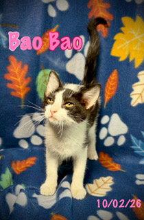 Enlarge Bao Bao, a Adoptable Domestic Short Hair in Pleasanton, TX image 1/3