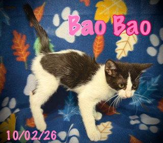 Enlarge Bao Bao, a Adoptable Domestic Short Hair in Pleasanton, TX image 2/3