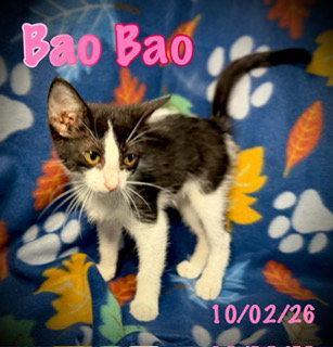 Enlarge Bao Bao, a Adoptable Domestic Short Hair in Pleasanton, TX image 3/3