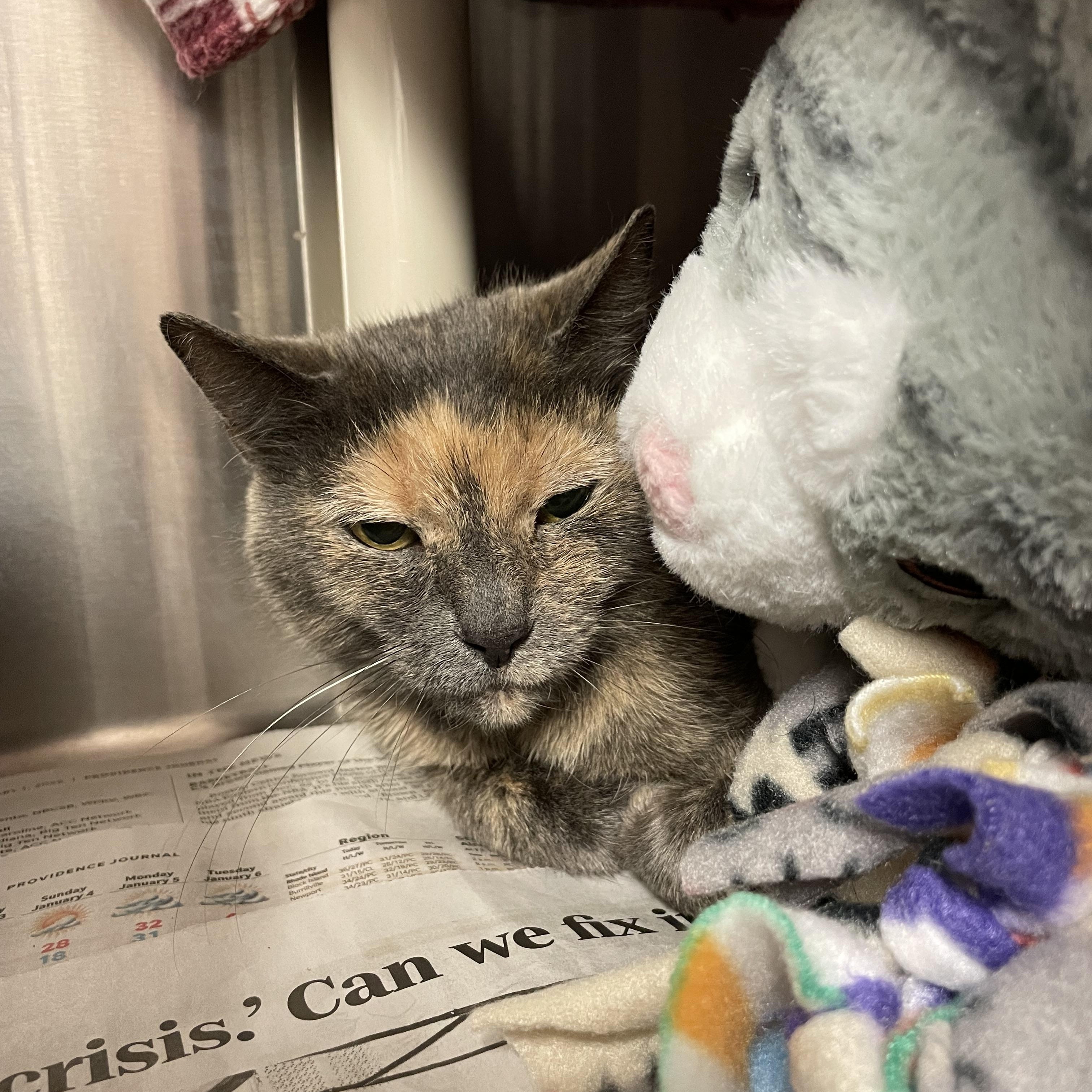 Enlarge Cookie, a ADOPTABLE Dilute Tortoiseshell in North Kingstown, RI image 2/3