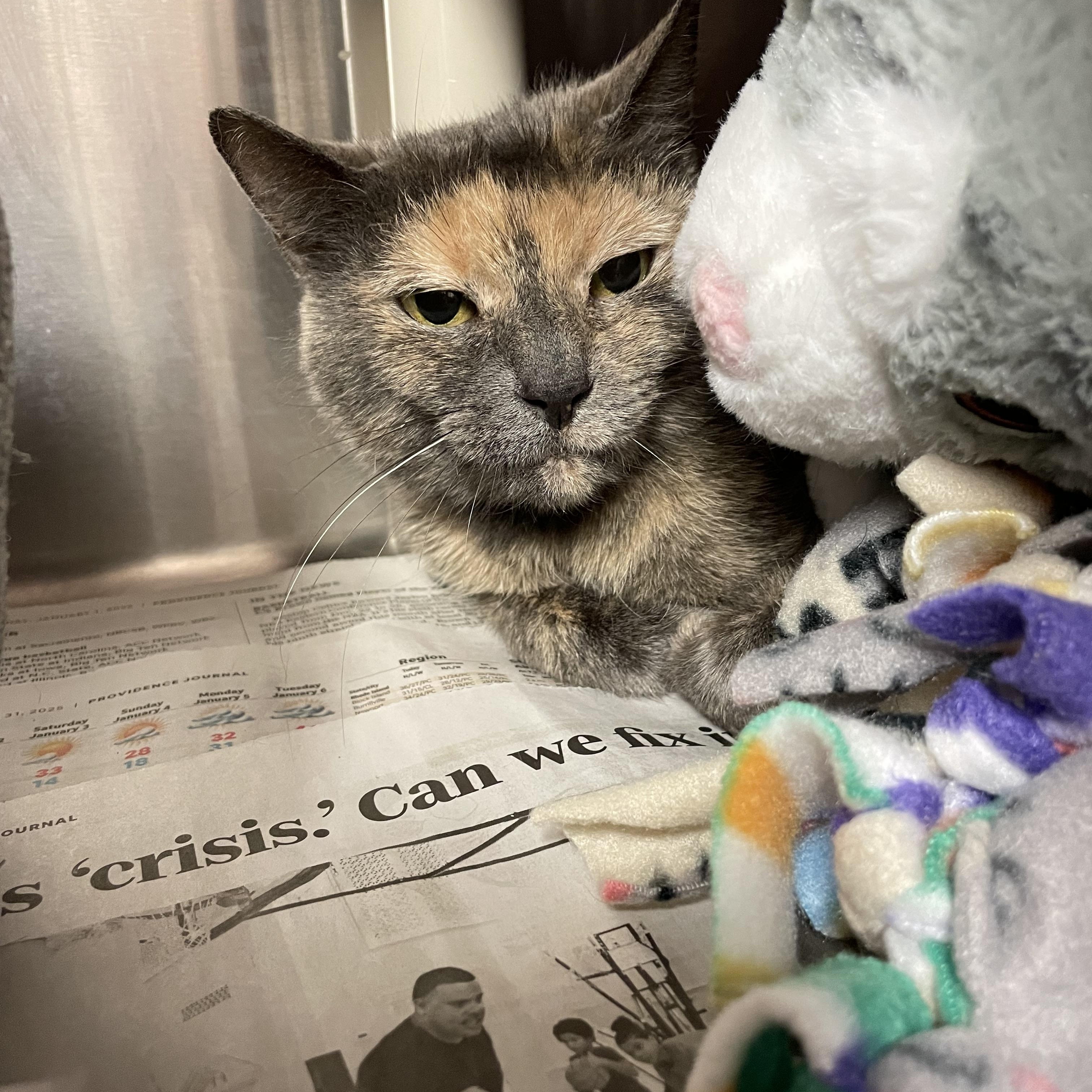Enlarge Cookie, a ADOPTABLE Dilute Tortoiseshell in North Kingstown, RI image 1/3