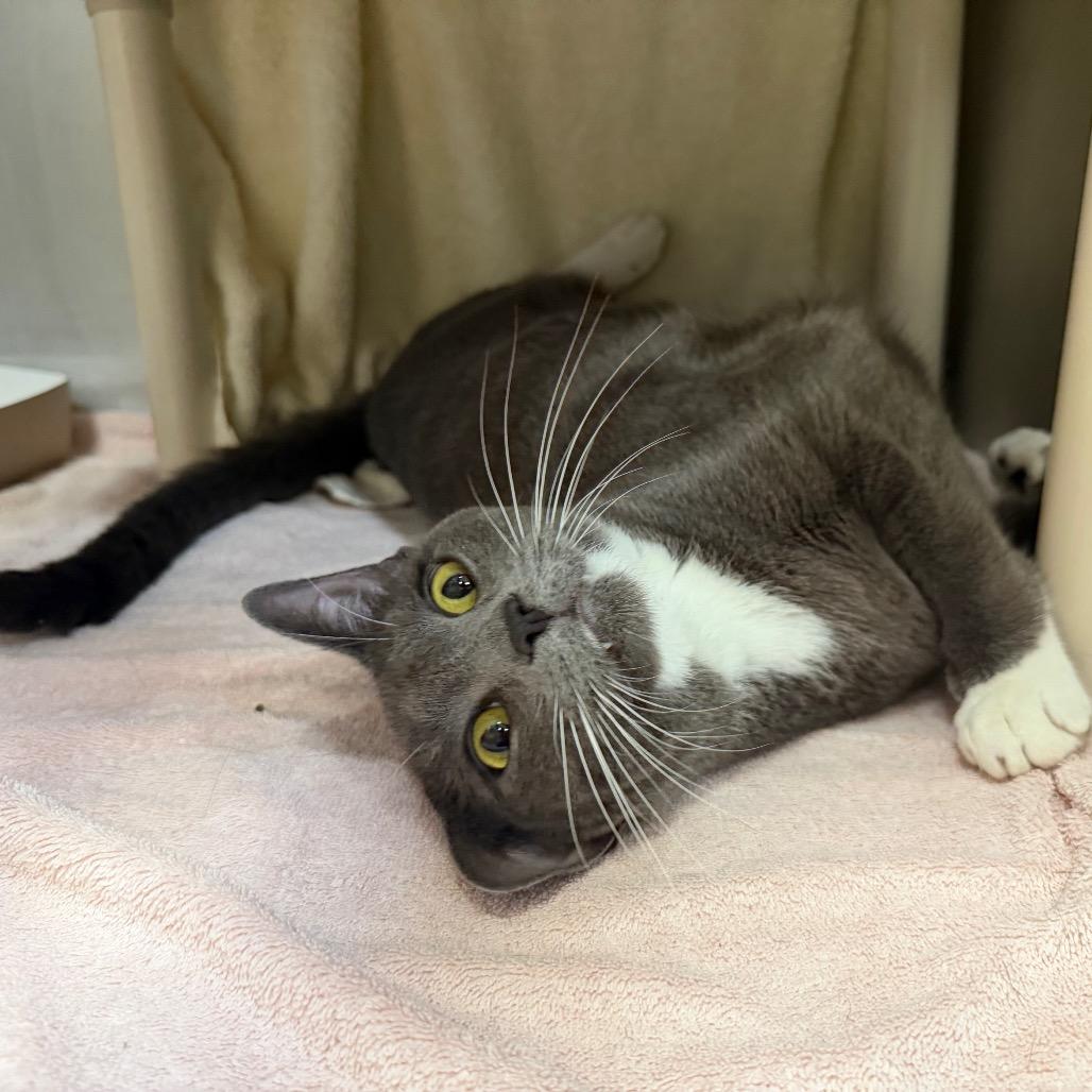 "Seymour", Adoptable, Adult Male Domestic Short Hair.