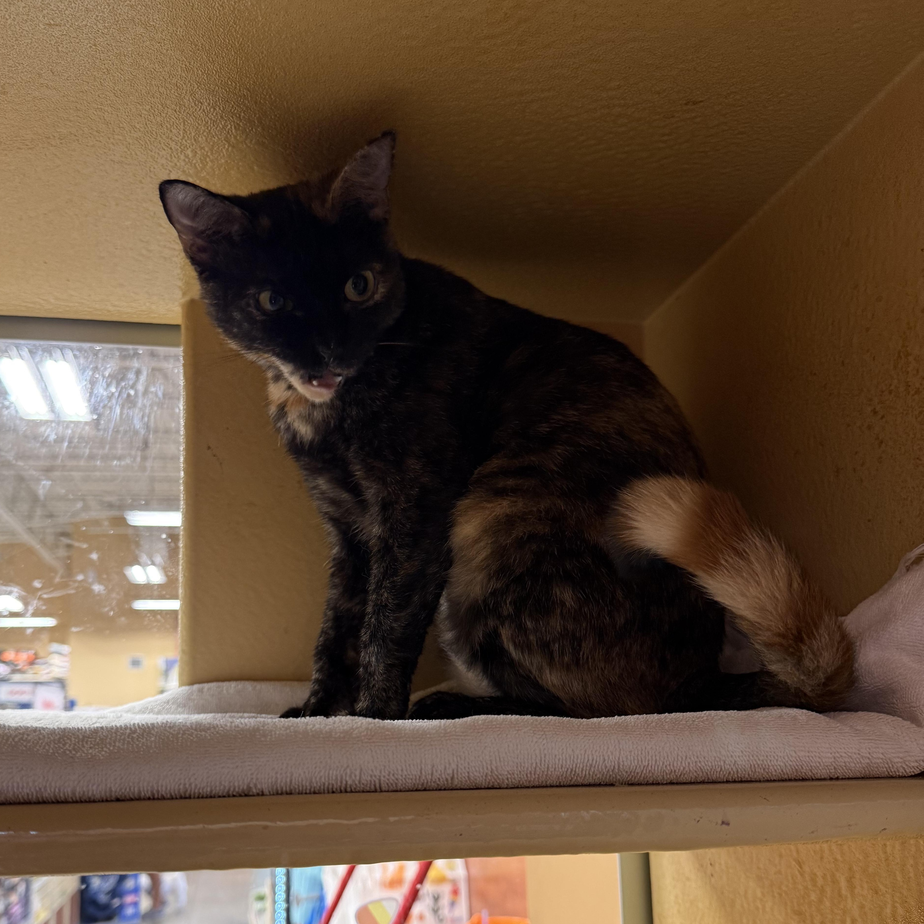 Enlarge Creature -at PetSmart, a Adoptable Domestic Short Hair in St. Augustine, FL image 2/2