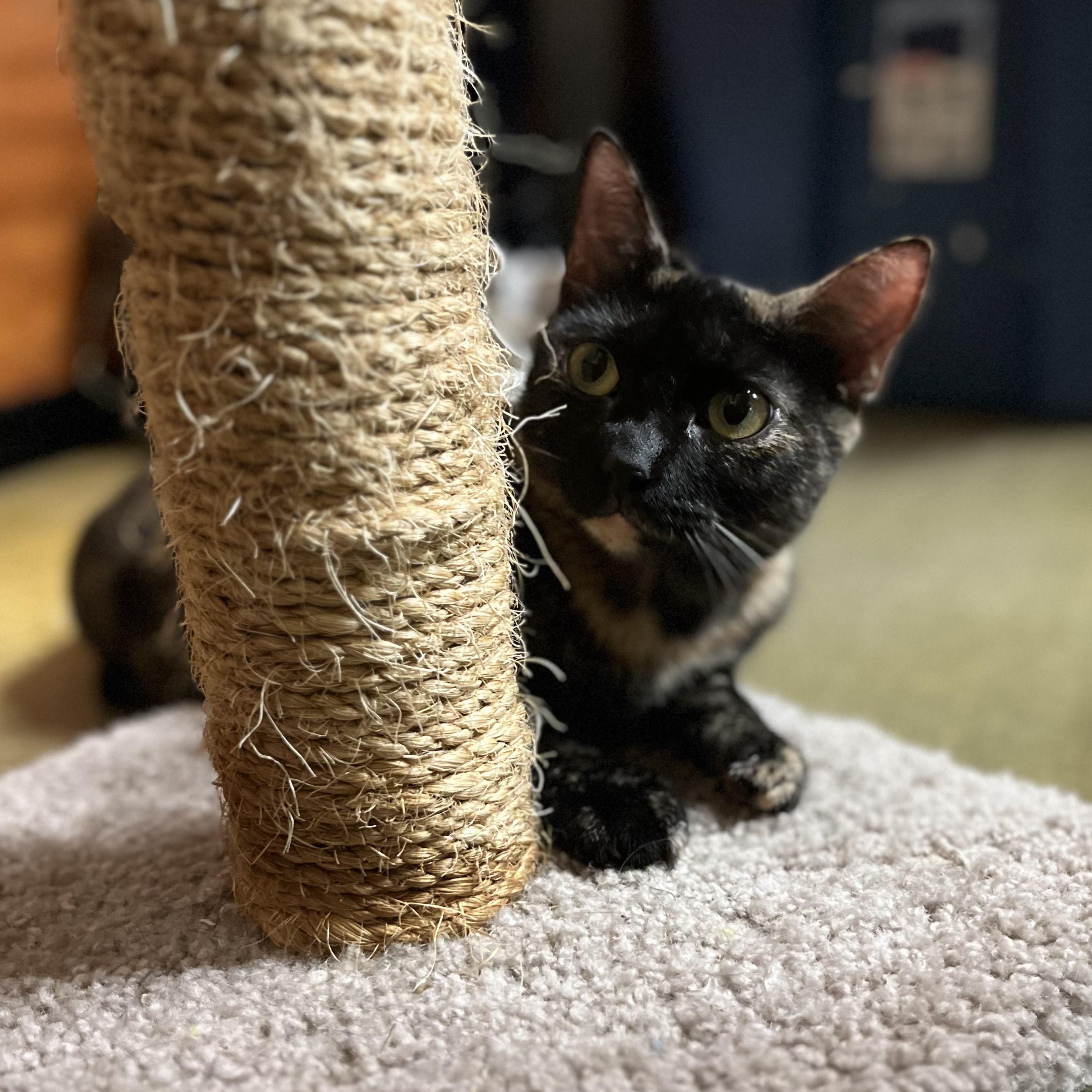 Enlarge Creature -at PetSmart, a Adoptable Domestic Short Hair in St. Augustine, FL image 1/2
