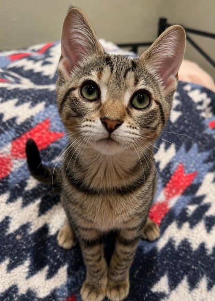 Coral, a ADOPTABLE Domestic Short Hair in Edmond, OK image 3/3