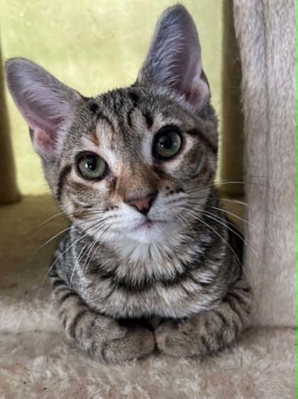 Coral, ADOPTABLE, Young Female Domestic Short Hair.