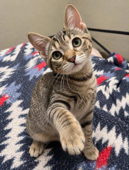 Coral, a ADOPTABLE Domestic Short Hair in Edmond, OK image 2/3