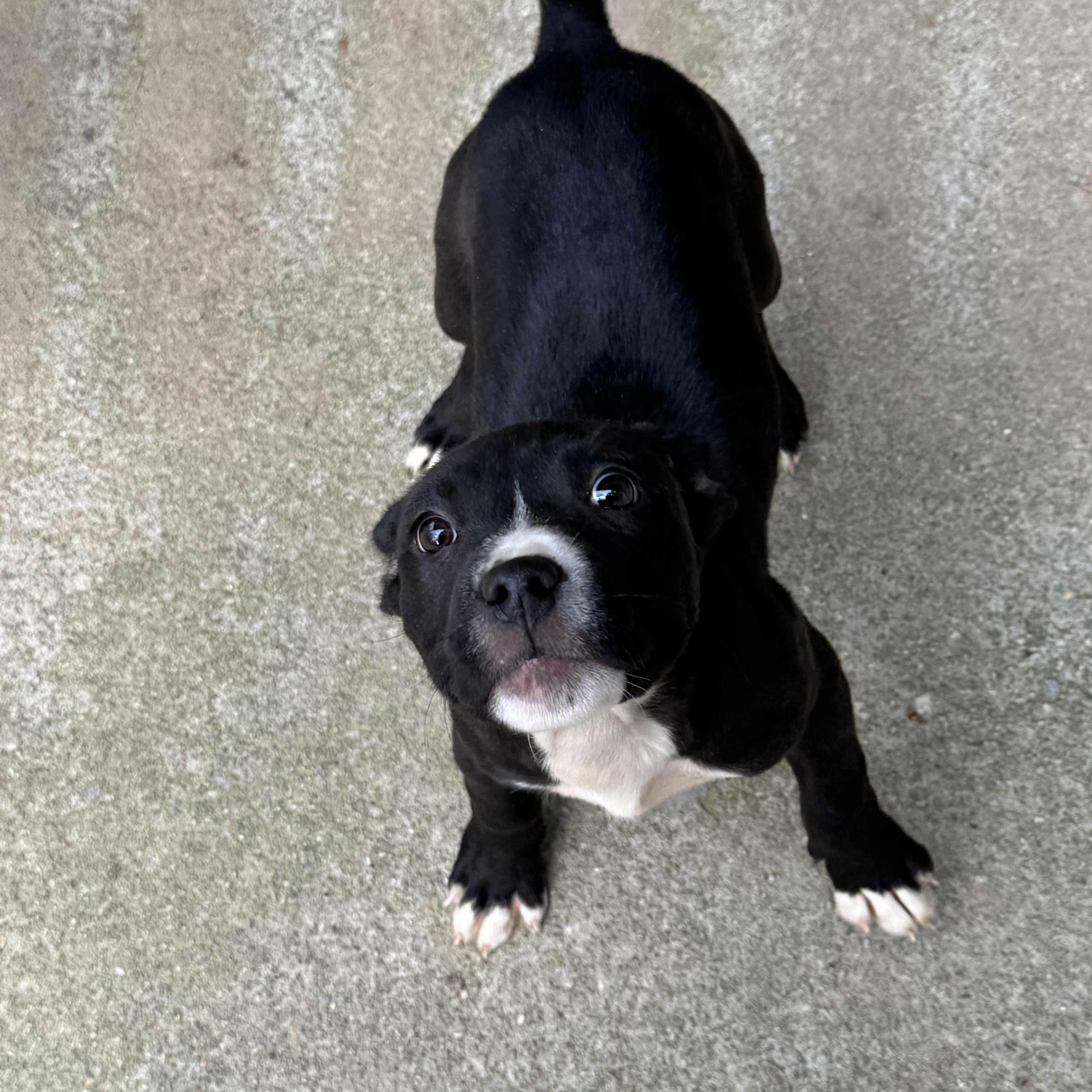 Nikita, an adoptable mixed breed in Grayson, GA image 3/3