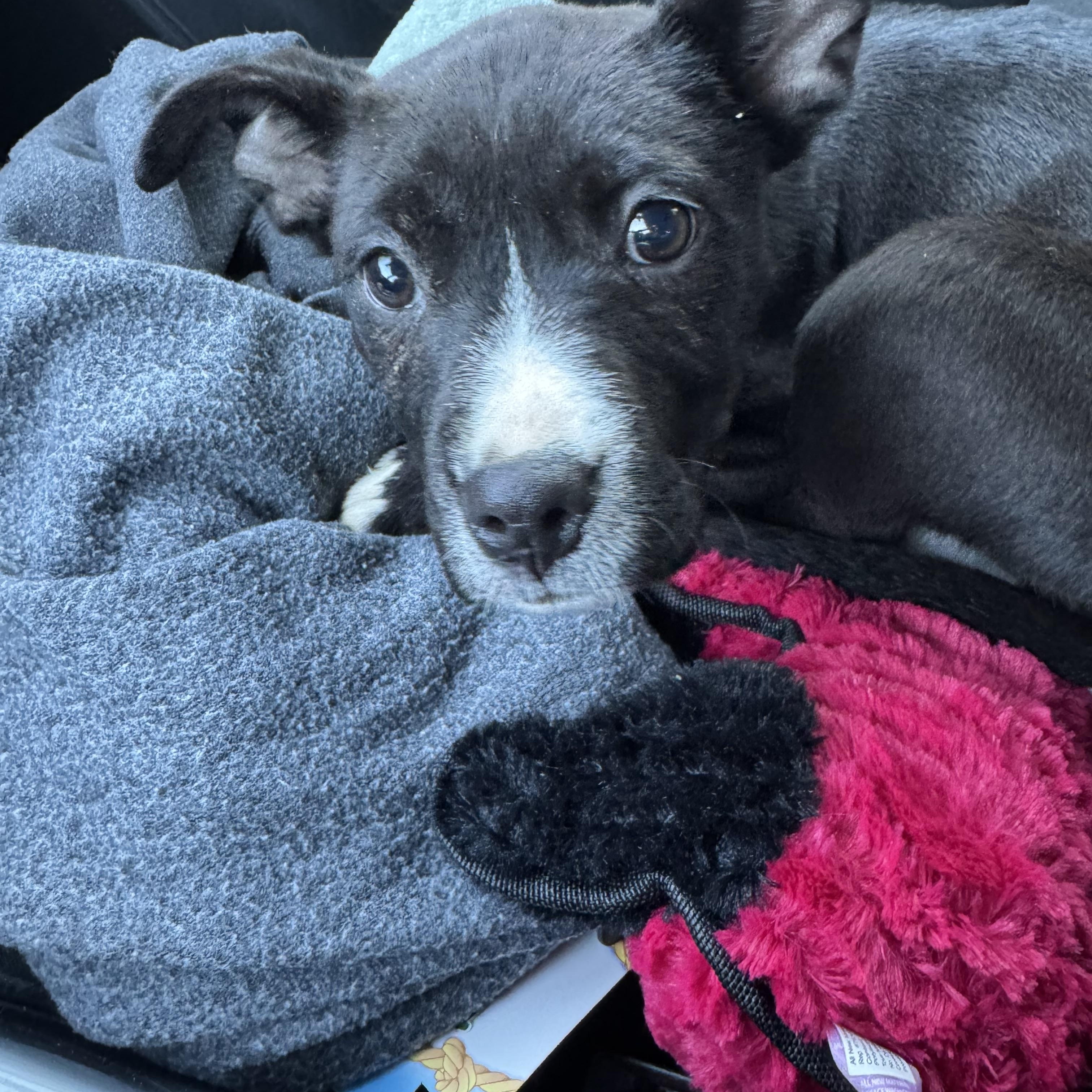 Nikita, ADOPTABLE, Puppy Female American Staffordshire Terrier.