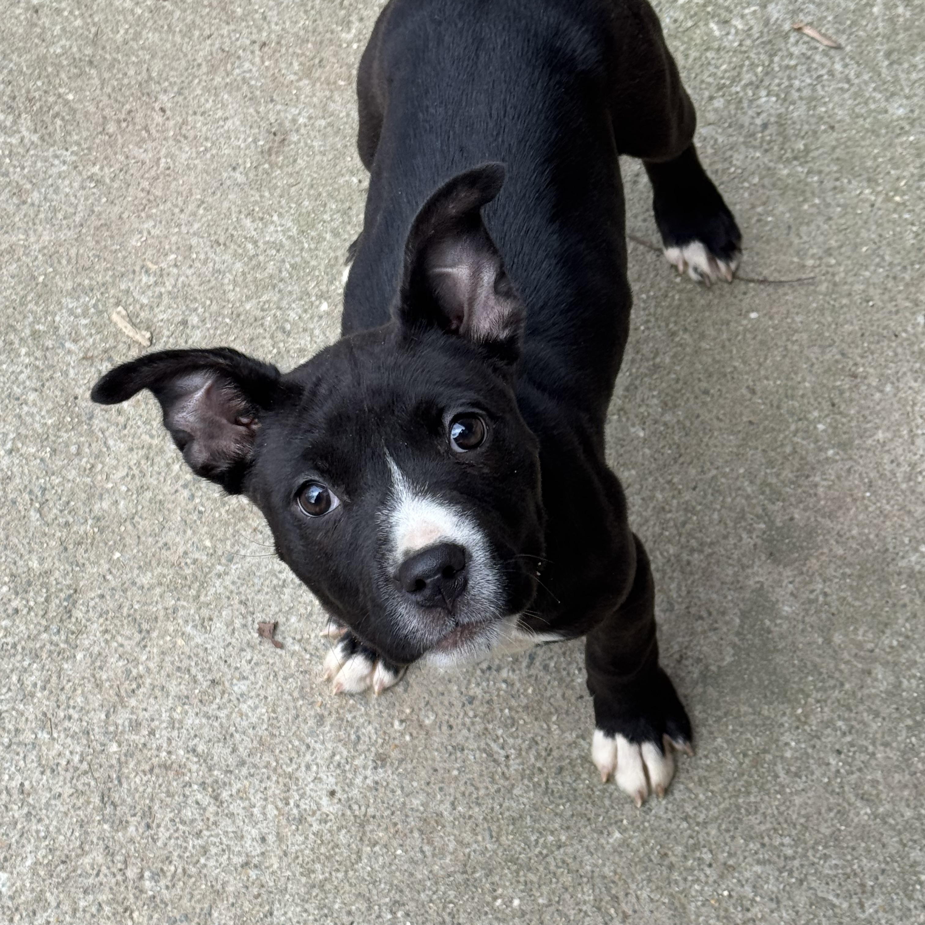 Nikita, an adoptable mixed breed in Grayson, GA image 2/3