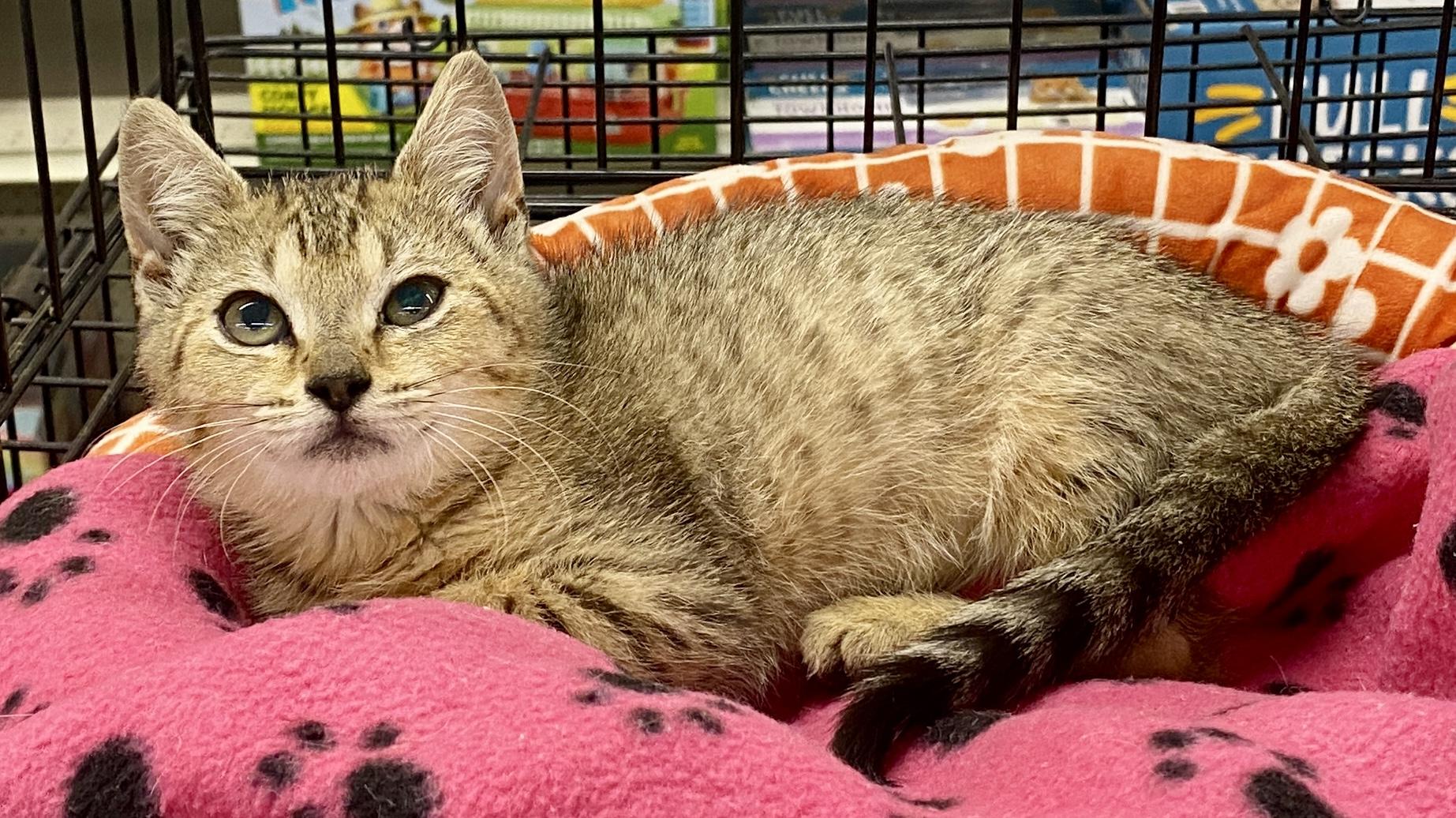 Seashell, ADOPTABLE, Kitten Female Tabby & Domestic Short Hair.