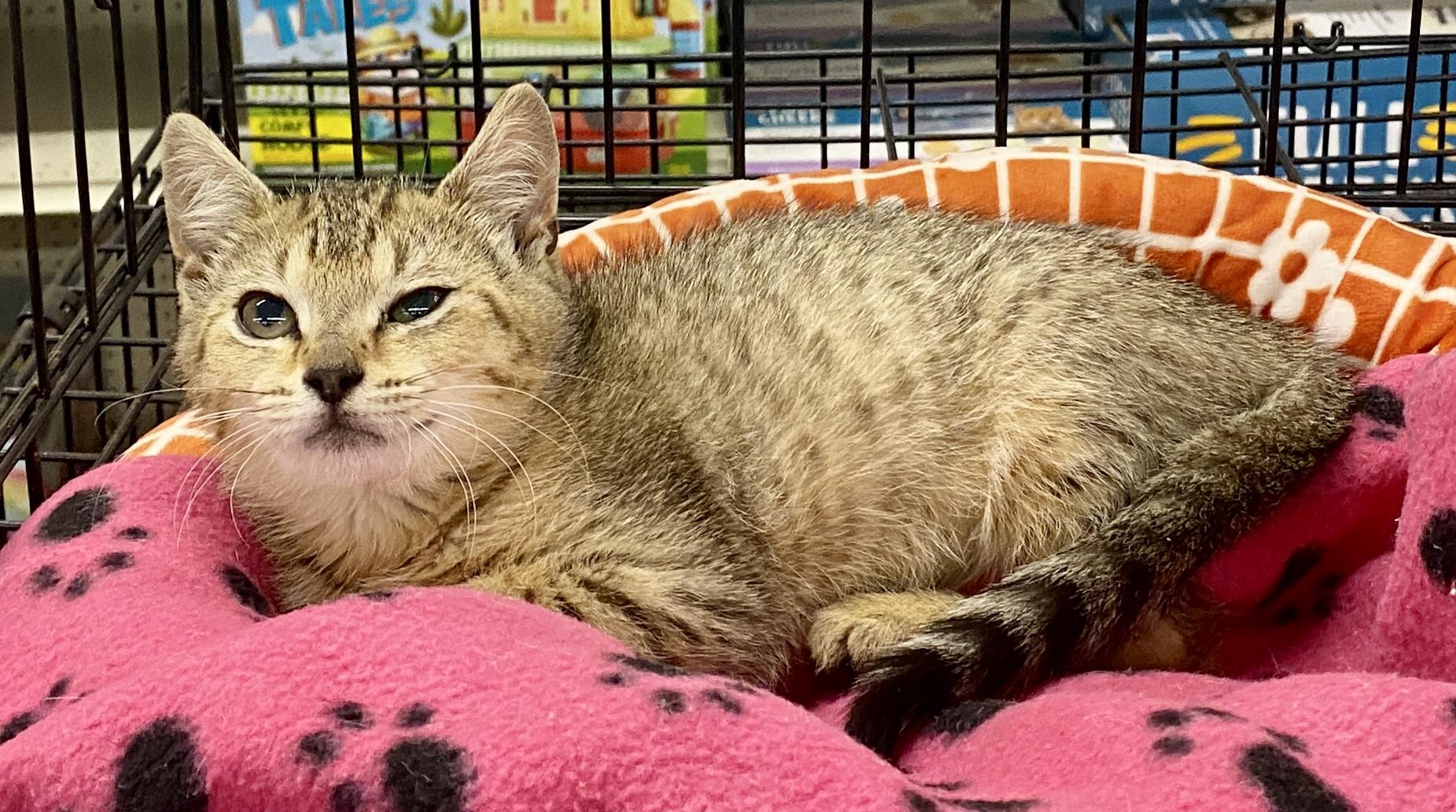 Seashell, a ADOPTABLE mixed breed in Red Bank, NJ image 3/3