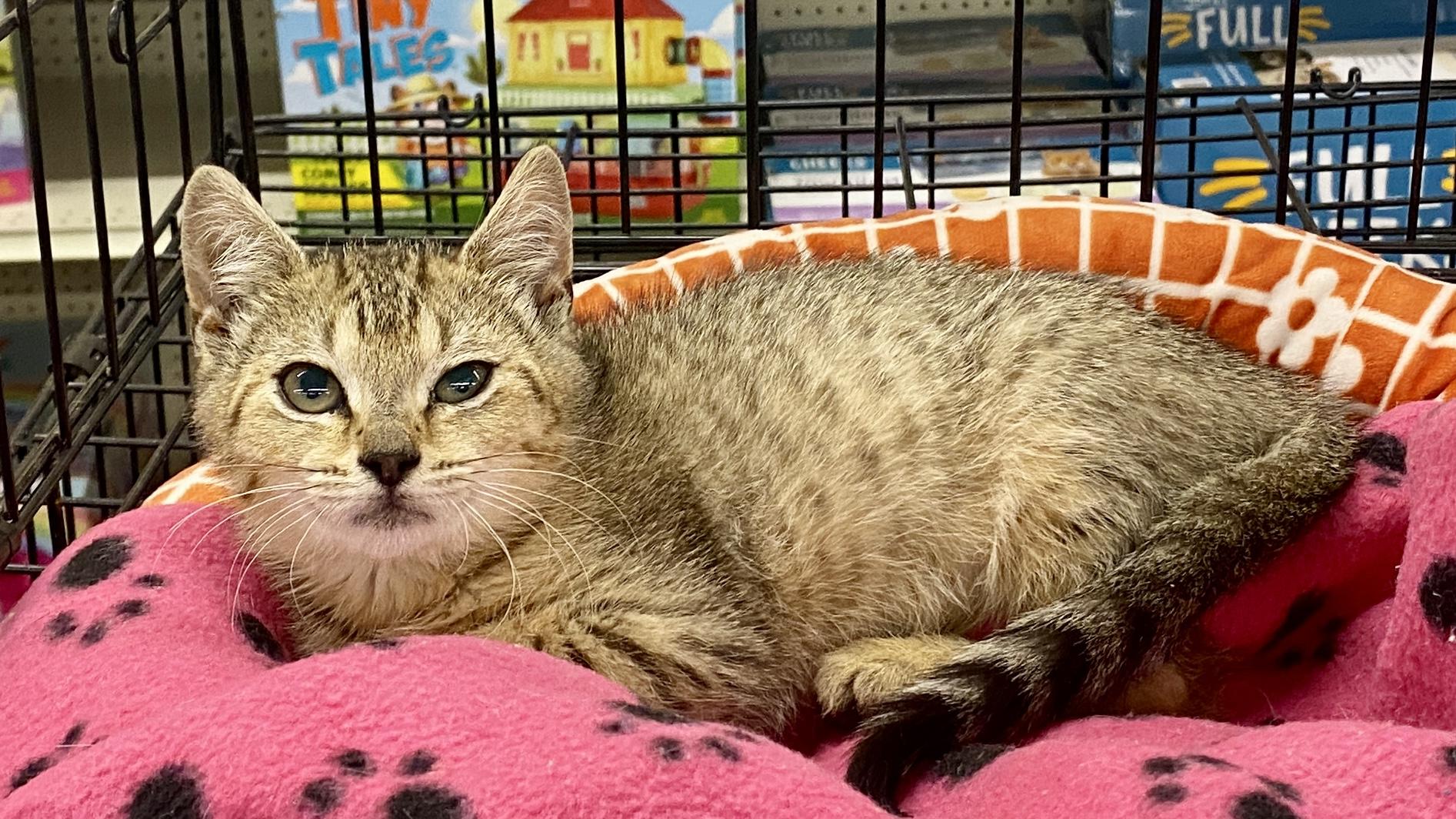 Seashell, a ADOPTABLE mixed breed in Red Bank, NJ image 2/3