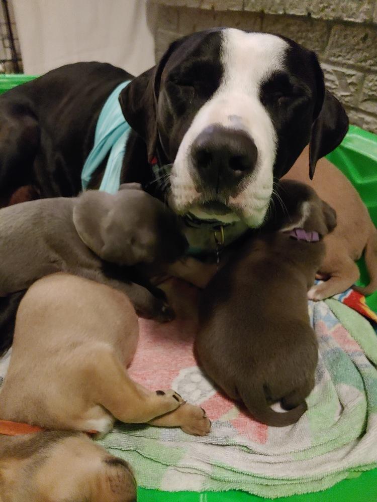 Liza, Adopted, Young Female Labrador Retriever.