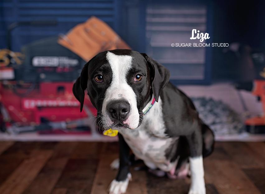 Enlarge Liza, a Adopted mixed breed in Littleton, CO image 2/6