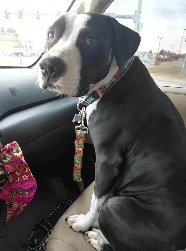 Enlarge Liza, a Adopted mixed breed in Littleton, CO image 3/6