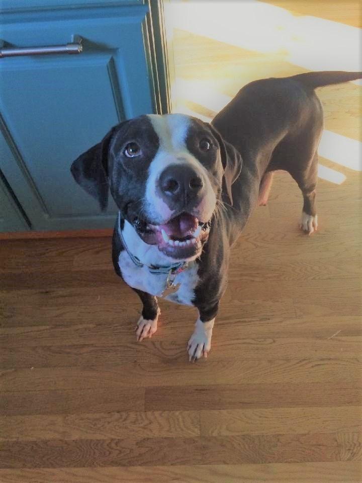 Enlarge Liza, a Adopted mixed breed in Littleton, CO image 4/6