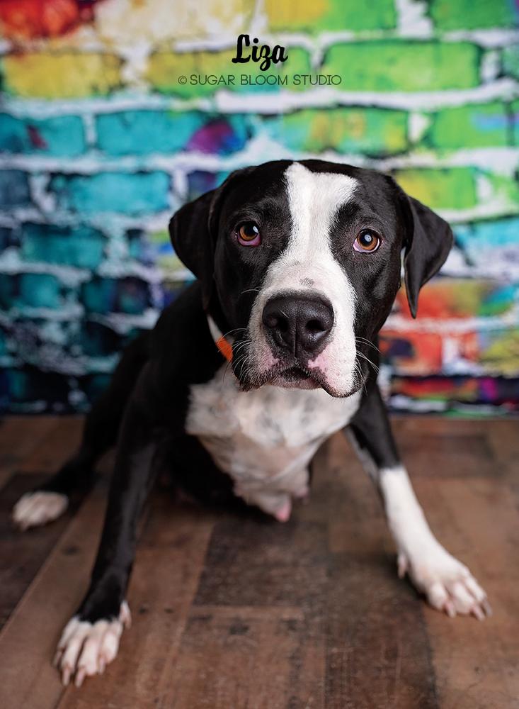 Enlarge Liza, a Adopted mixed breed in Littleton, CO image 5/6