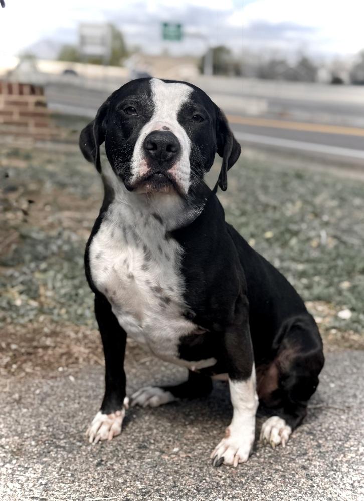 Enlarge Liza, a Adopted mixed breed in Littleton, CO image 6/6