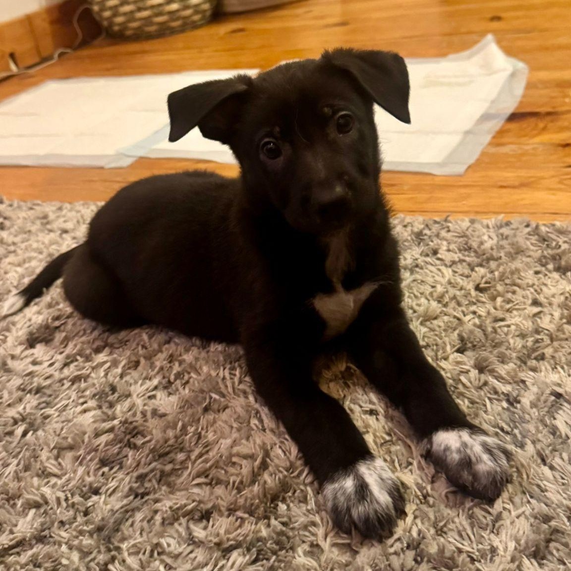 Enlarge Cocoa, a Adoptable mixed breed in Mississauga , ON image 2/6