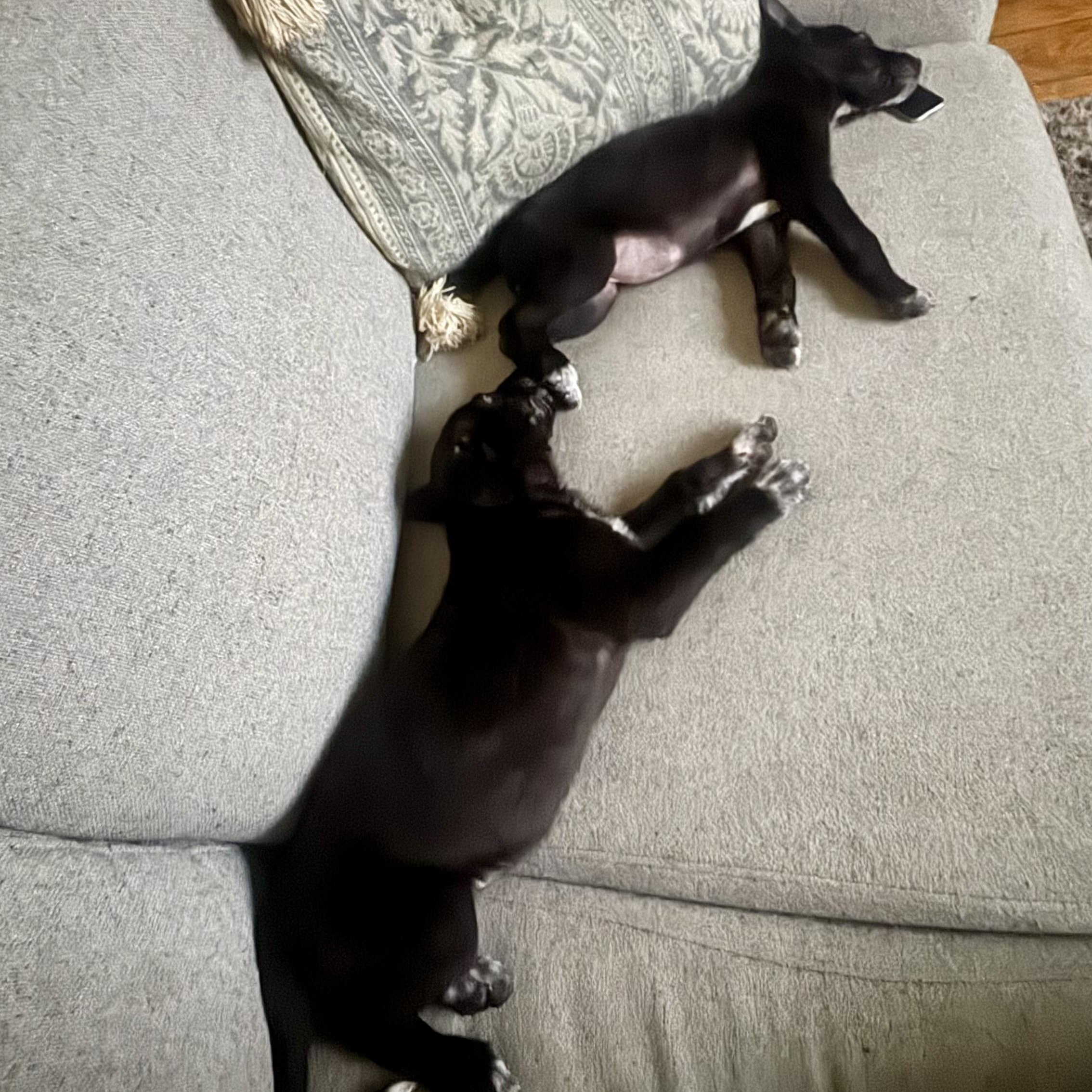 Enlarge Cocoa, a Adoptable mixed breed in Mississauga , ON image 3/6