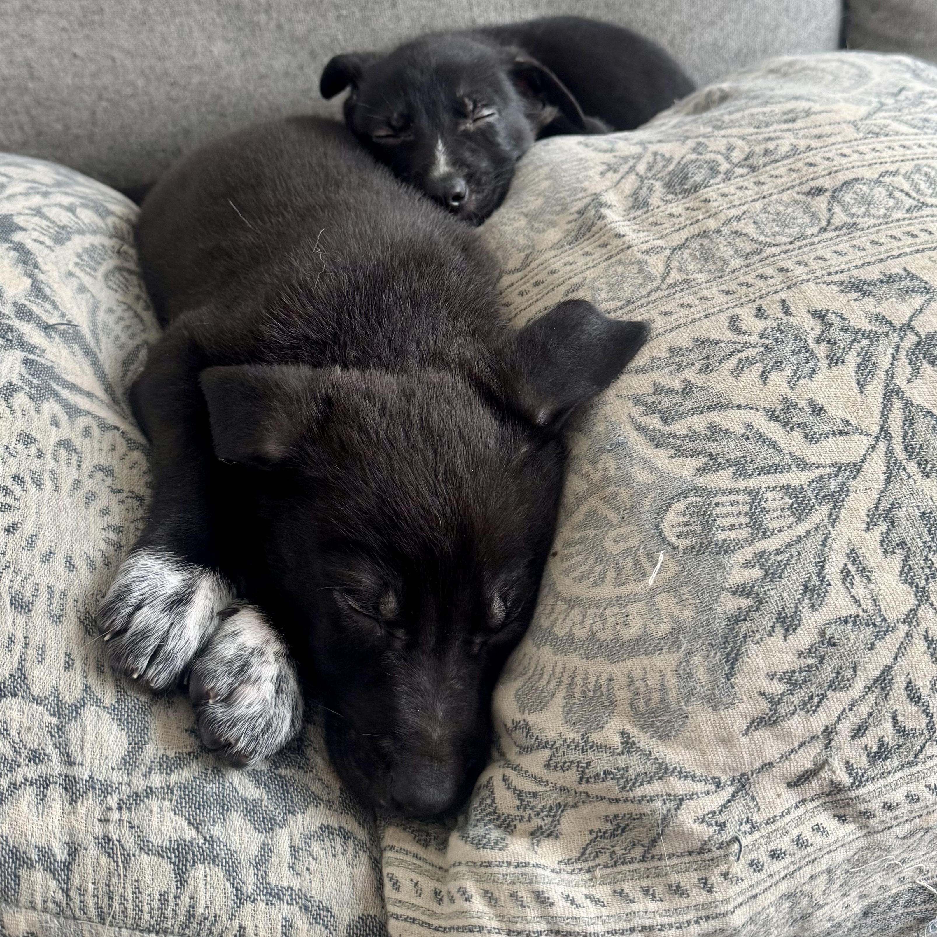 Cocoa, Adoptable, Puppy Female German Shepherd Dog & Australian Cattle Dog / Blue Heeler.