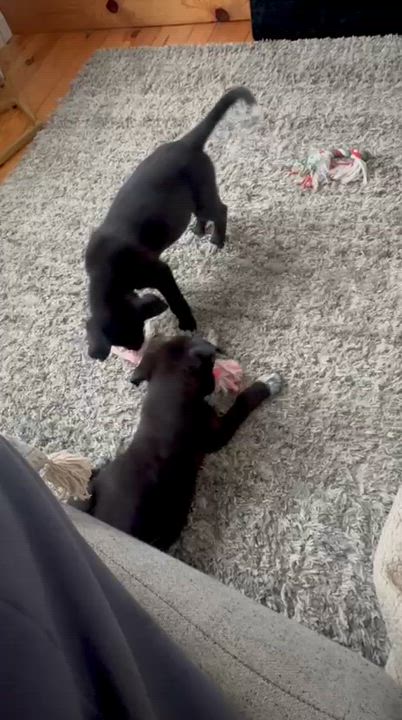 Enlarge Cocoa, a Adoptable mixed breed in Mississauga , ON video 4/6