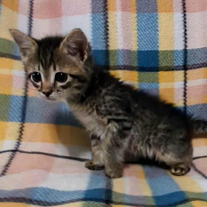 Flannel, Adoptable, Kitten Male Domestic Short Hair.