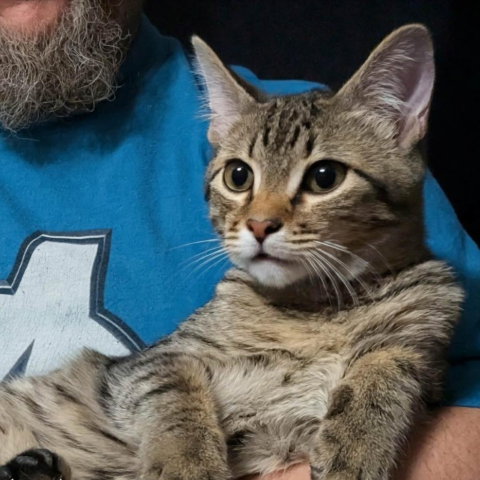 Flannel, Adoptable, Young Male Domestic Short Hair.