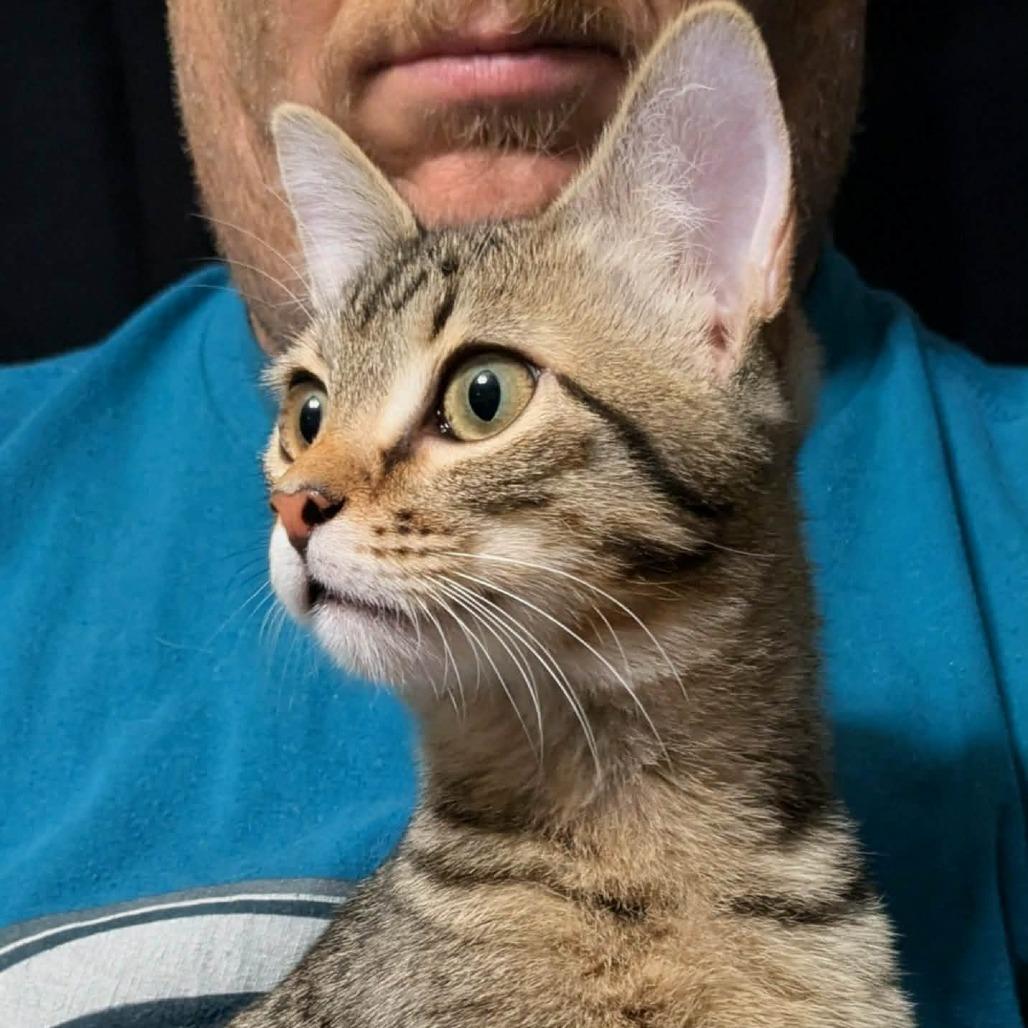 Enlarge Flannel, a Adoptable Domestic Short Hair in Newcastle, OK image 2/2