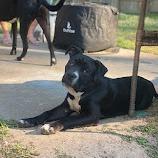 Eeyore, Adoptable, Young Male English Bulldog & Mixed Breed.
