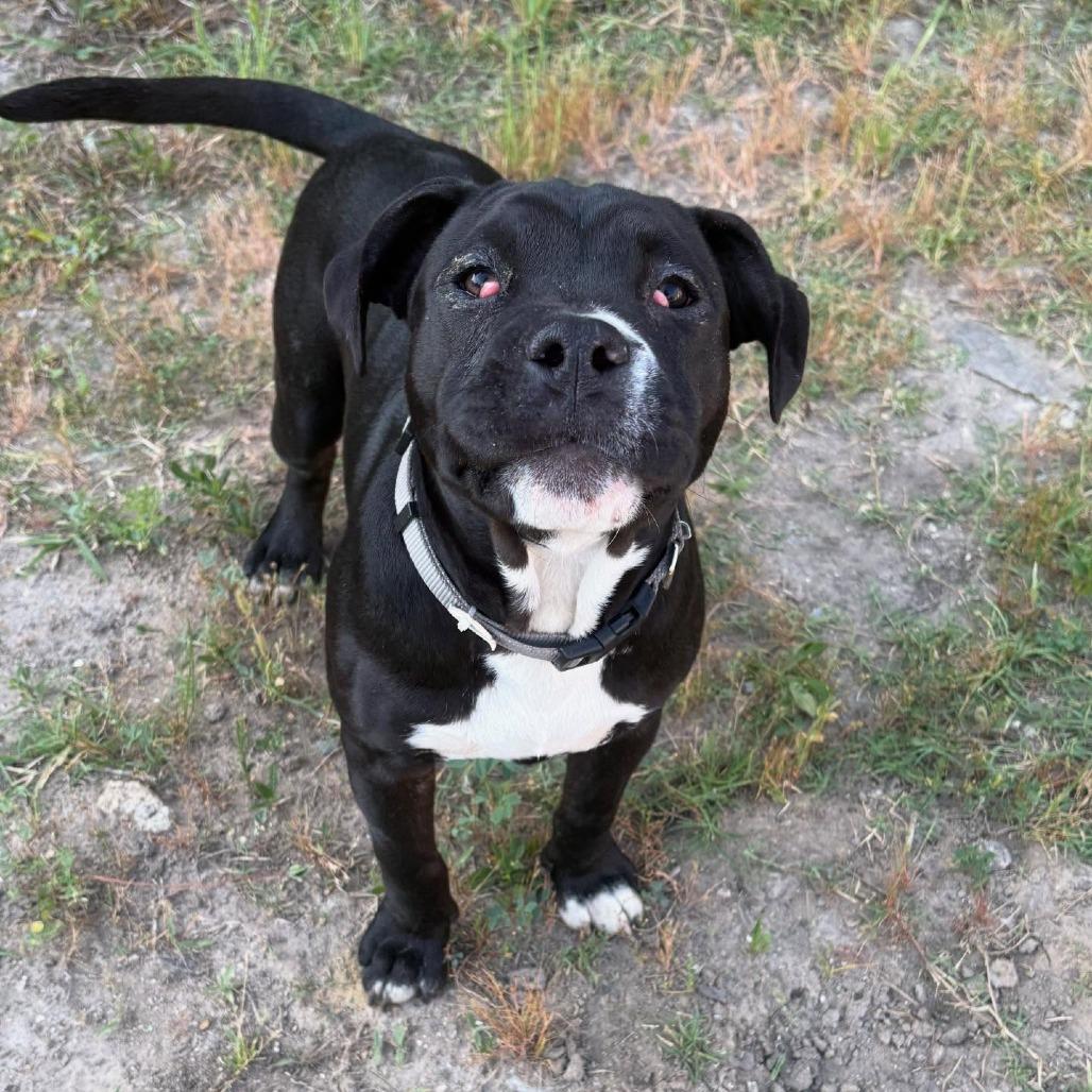 Enlarge Eeyore, a Adoptable mixed breed in North Charleston, SC image 1/6