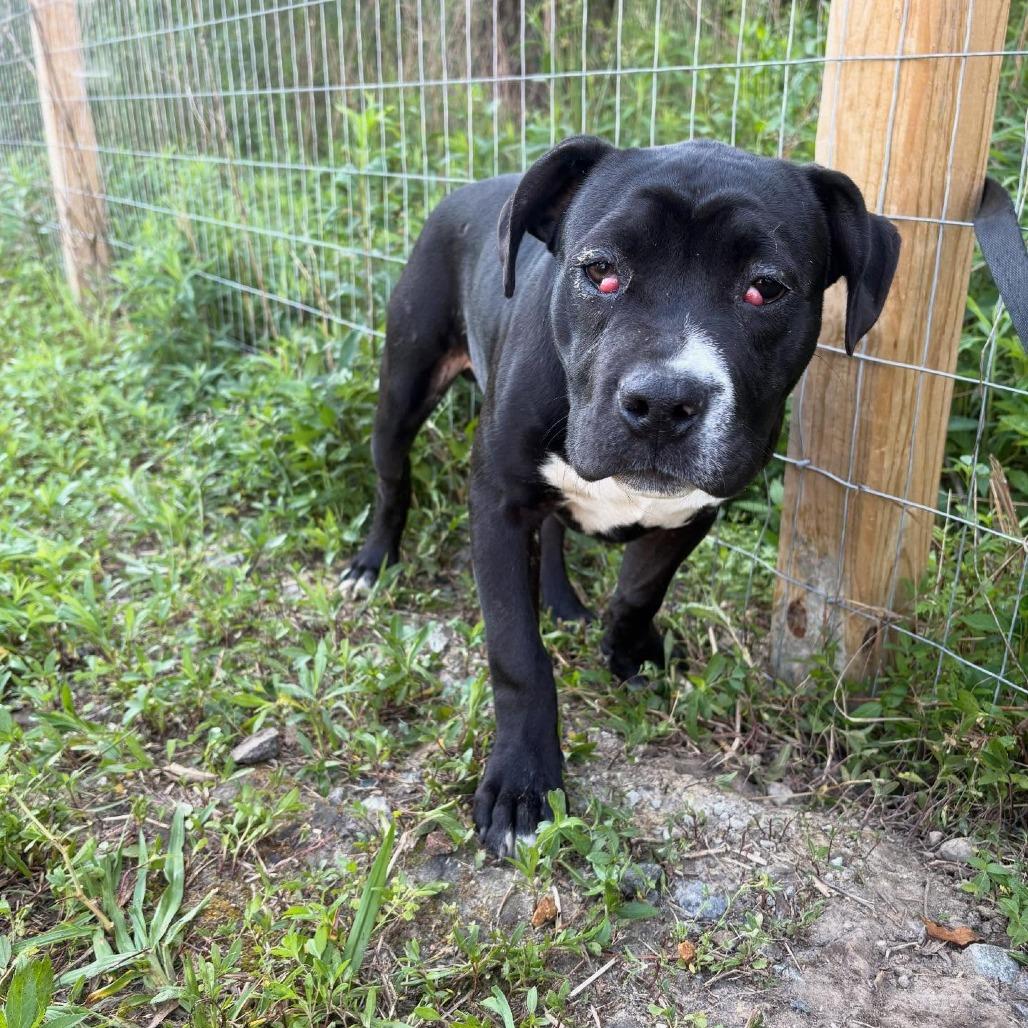 Enlarge Eeyore, a Adoptable mixed breed in North Charleston, SC image 2/6