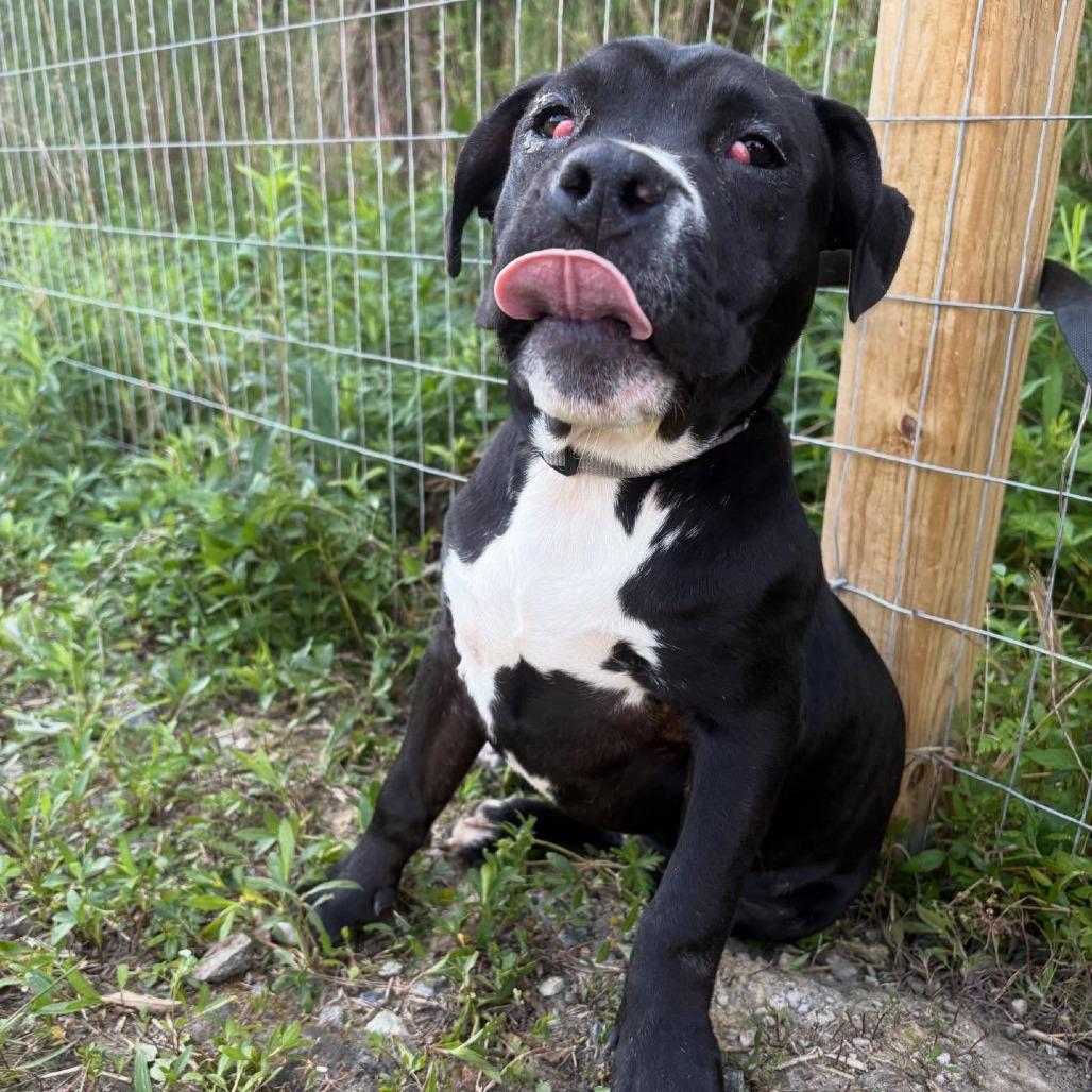 Enlarge Eeyore, a Adoptable mixed breed in North Charleston, SC image 3/6