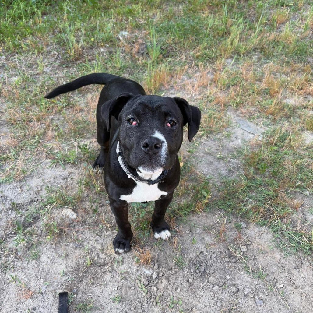 Enlarge Eeyore, a Adoptable mixed breed in North Charleston, SC image 4/6