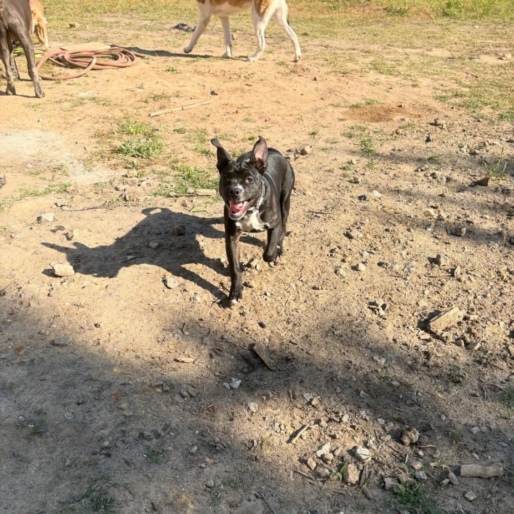 Enlarge Eeyore, a Adoptable mixed breed in North Charleston, SC image 5/6